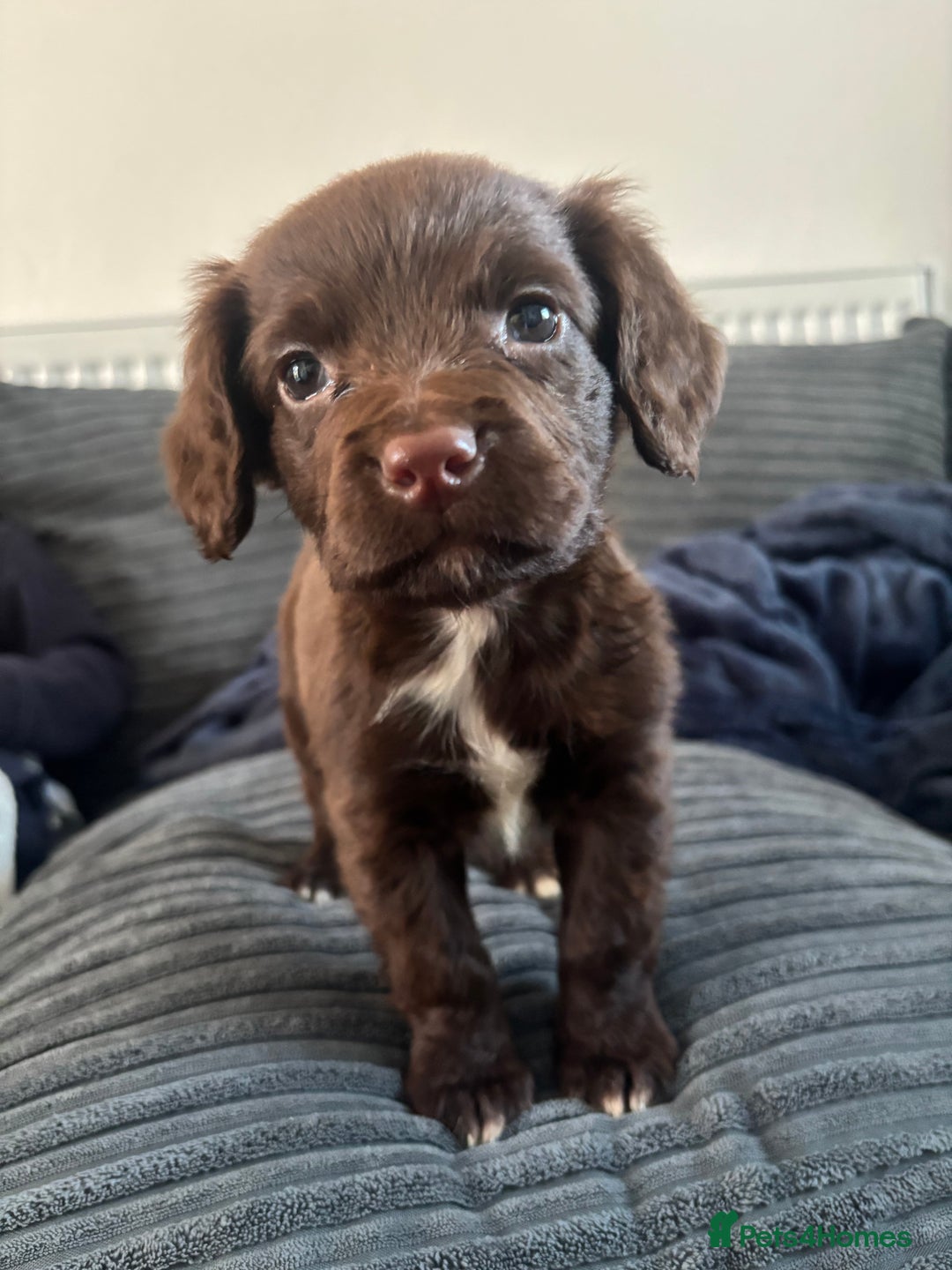 Mixed Breed dogs for sale: 1 male sprocker for sale  - Advert 4
