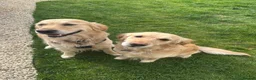 Golden Retriever dogs for sale: Golden Retriever Puppies  in Templecombe - Advert 11