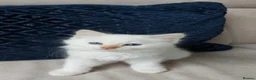 Siamese cats for sale: STUNNING Flame Point Siamese Kittens - Advert 4
