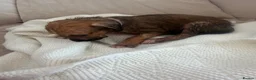 Mixed Breed dogs for sale: Bull hound puppies in London - Advert 24