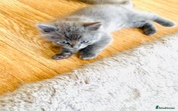 Ragdoll cats for sale: Ragdoll Kittens  - Image 5