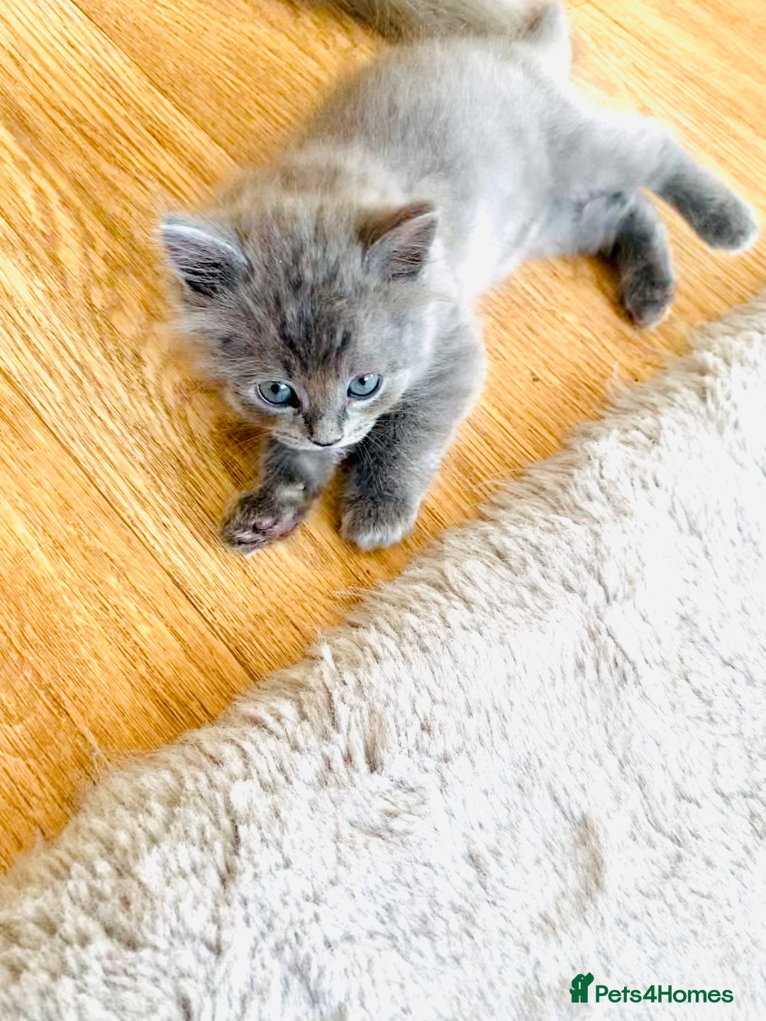 Ragdoll cats for sale: Ragdoll Kittens  - Image 5