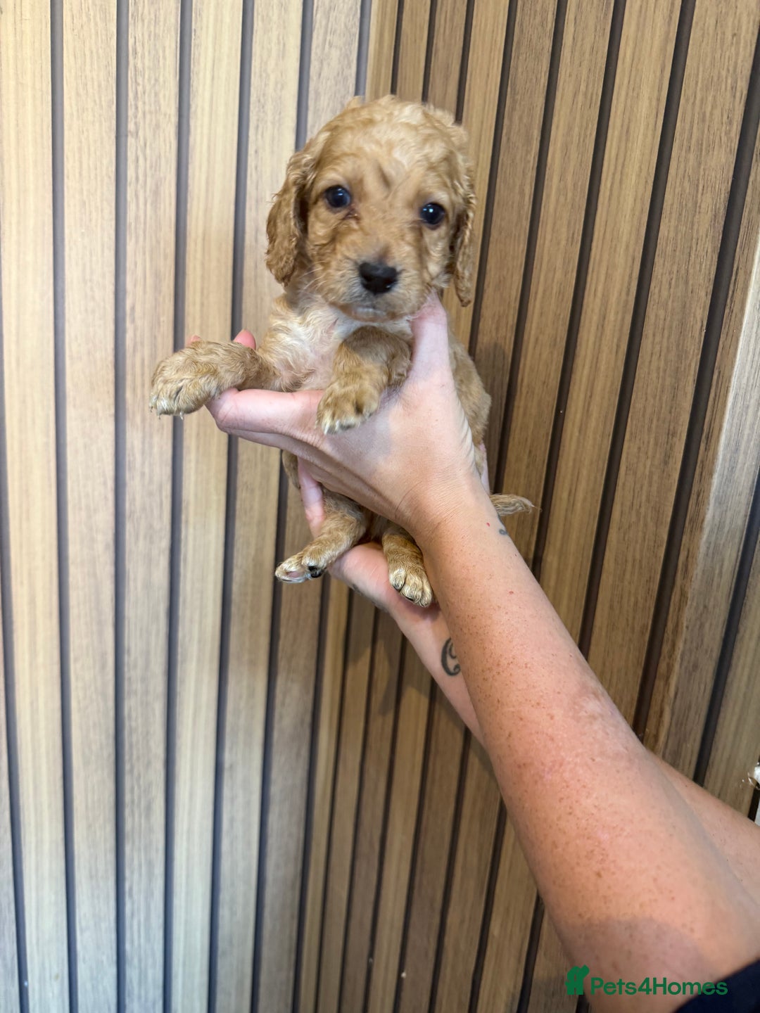 Cockapoo dogs for sale: Beautiful F2 Cockapoo Puppies - Image 12