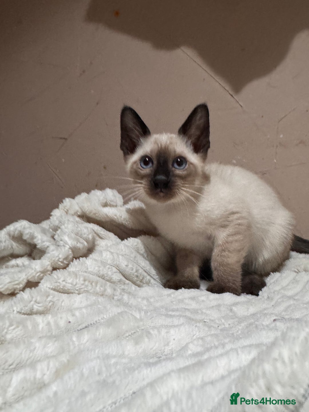 Siamese cats for sale: 3 cute Siamese kittens available - Advert 9