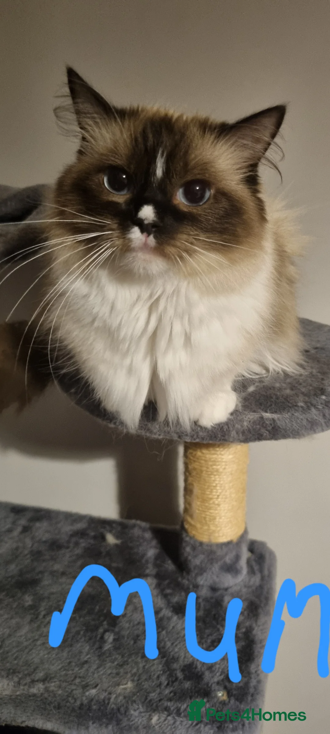 Ragdoll cats for sale: Ragdoll kitten  in Lanark - Advert 12