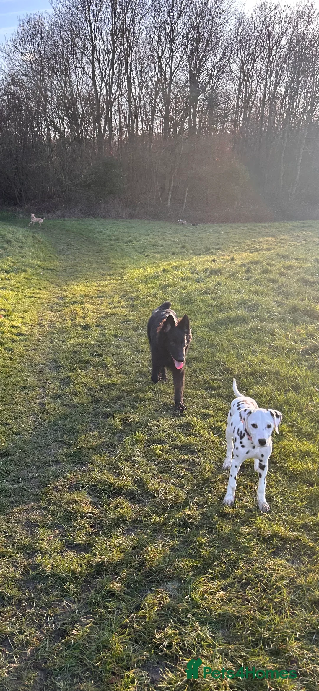 Dalmatian dogs for sale: Dalmatian female  - Advert 2