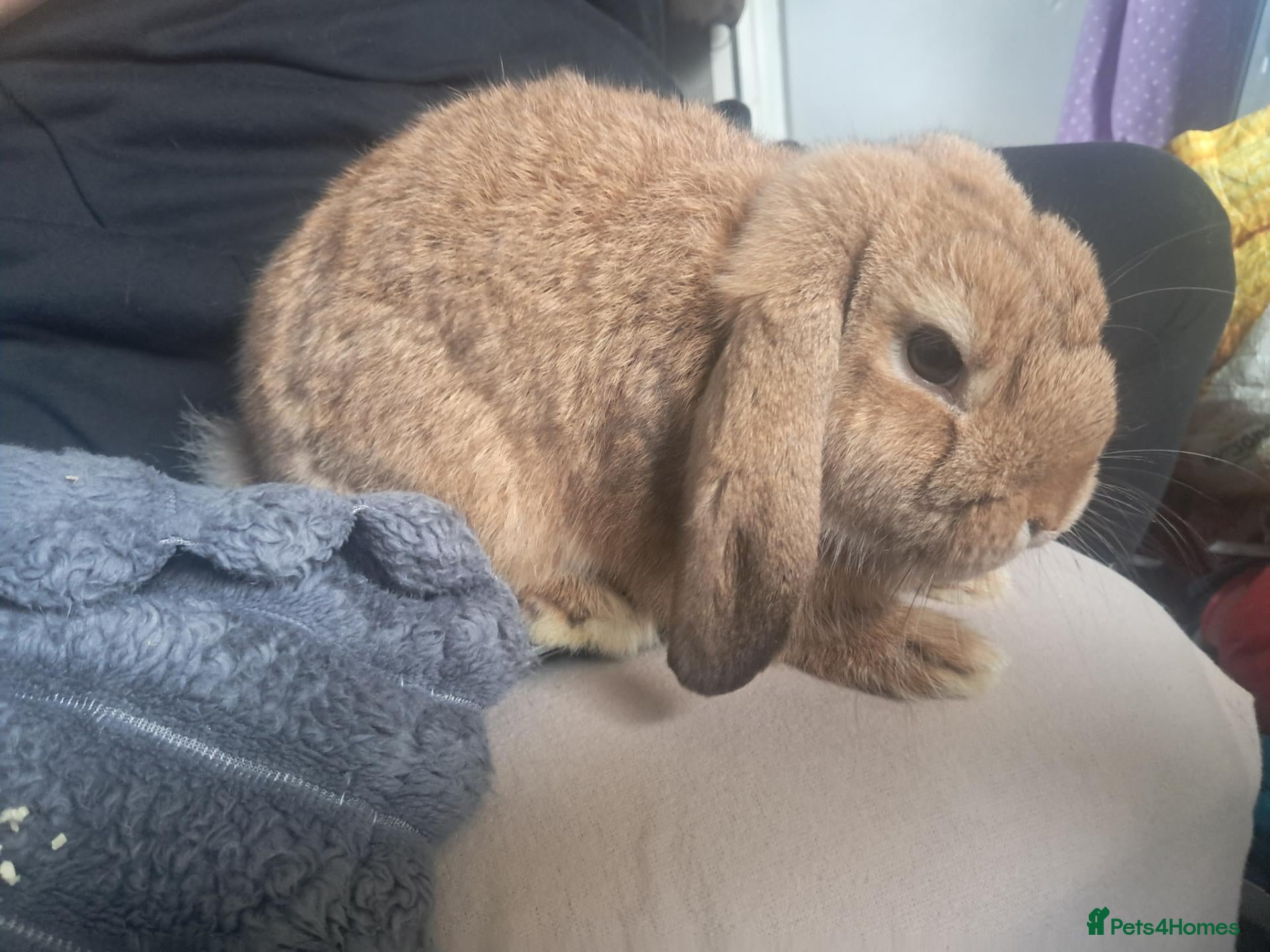 Mini Lop rabbits 14 & 15wk old Beautiful Pure Breed Mini Lop Girls - Advert 2