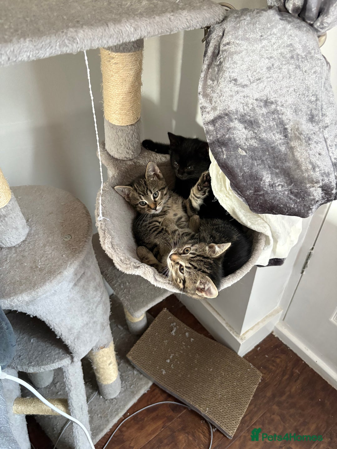 Mixed Breed cats for sale: 4 beautiful kittens for sale - Image 1