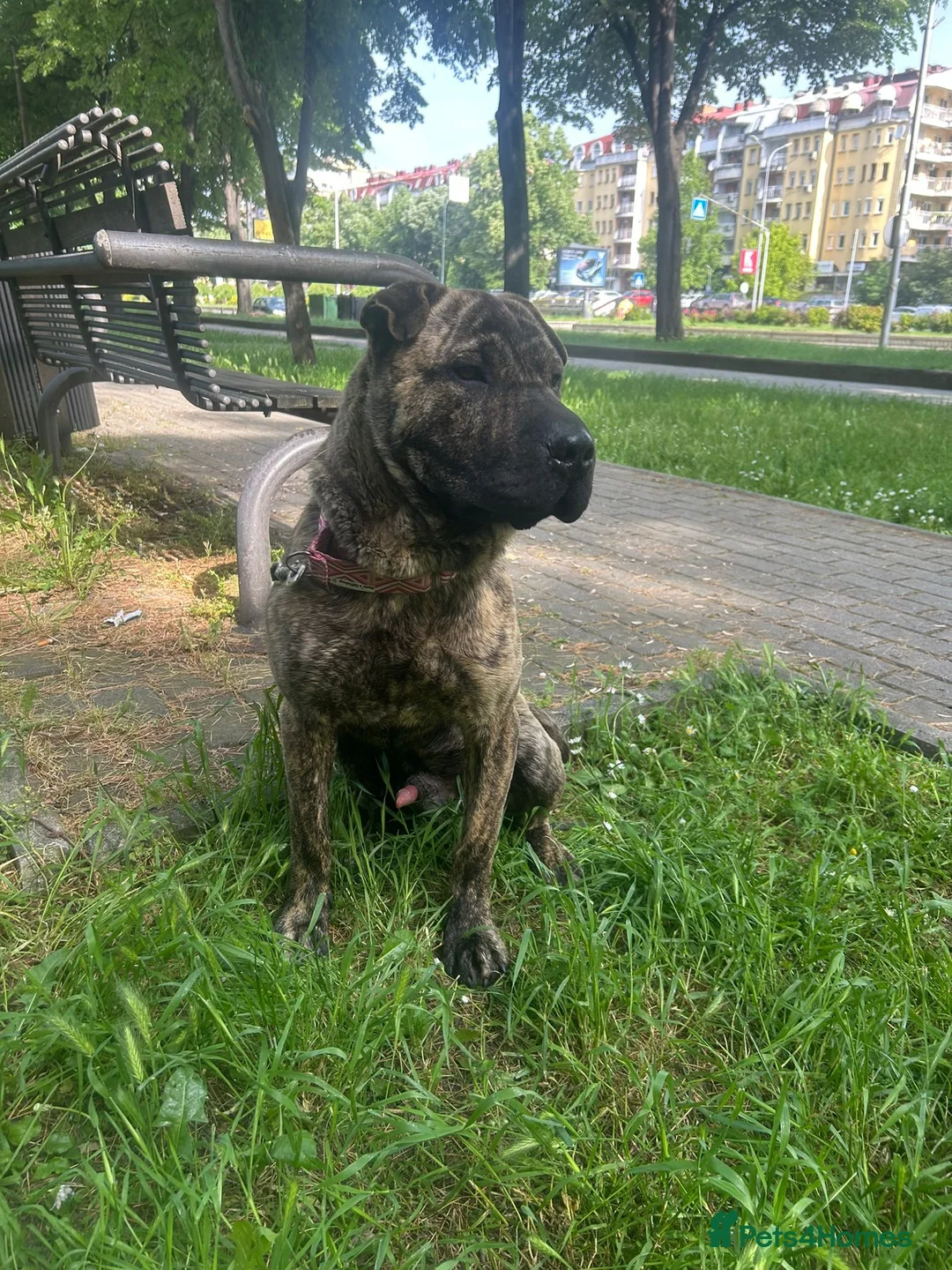 Mixed Breed dogs for adoption: Jr is a shar pei mix Macedonian rescue  - Advert 2