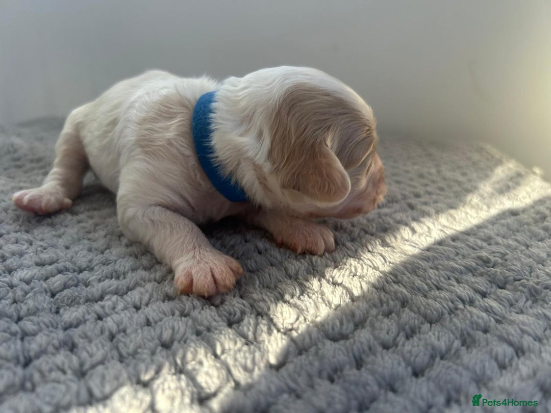 Mixed Breed dogs for sale: Apricot Cockapoo puppies ready to leave 6th march  - Advert 16