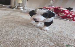 Bordoodle dogs for sale: F2 Bordoodle puppies - Image 3