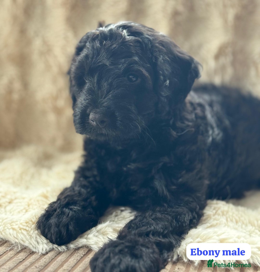 Cockapoo dogs for sale: ** BEAUTIFUL CHOC & EBONY TOY F1 COCKAPOO PUPS ** - Image 7