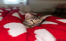 Mixed Breed cats for sale: Pretty little girls  - Image 35