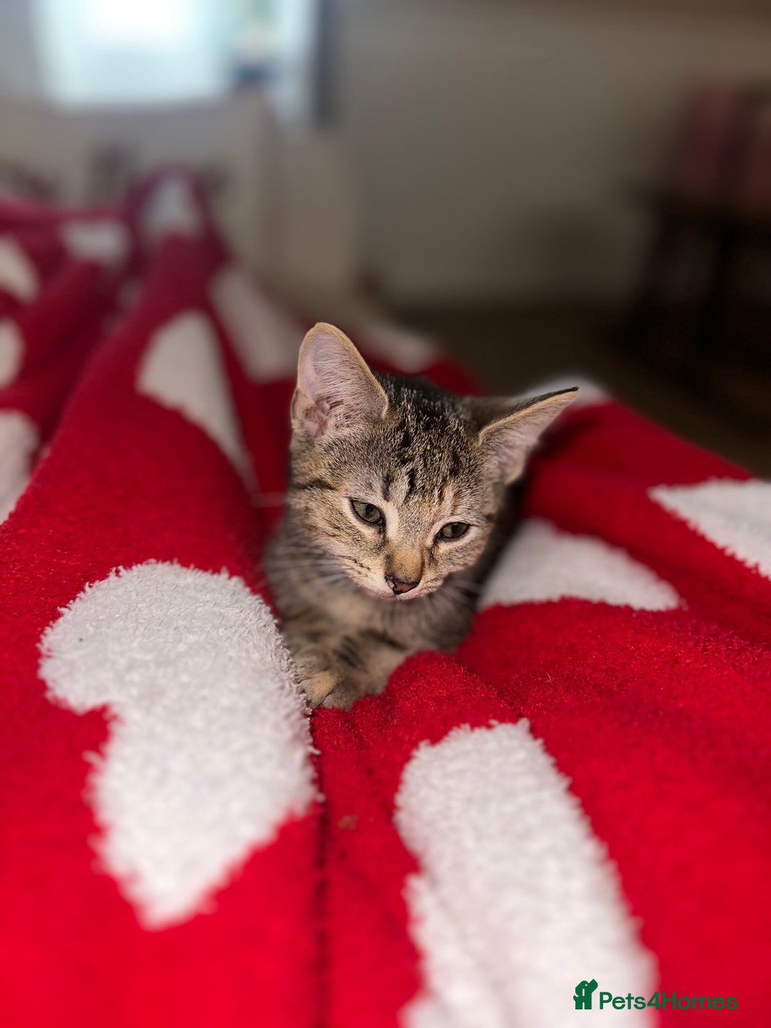 Mixed Breed cats for sale: Pretty little girls  - Image 35