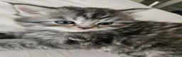Mixed Breed cats for sale: Male Tuxedo Female Grey Tabby Persian X - Advert 5
