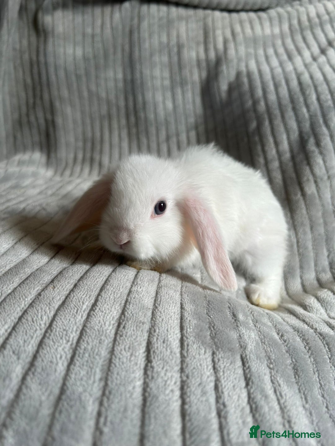 Mini Lop rabbits for sale: Mini Lop Bunnies - Image 11