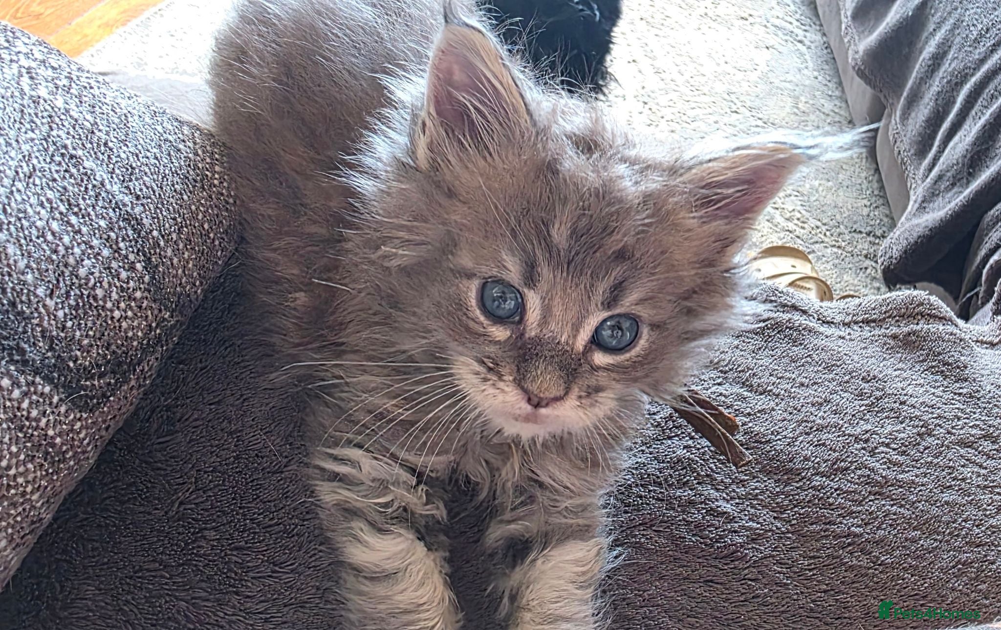 Maine Coon cats Stunning maincoon litter  - Advert 1