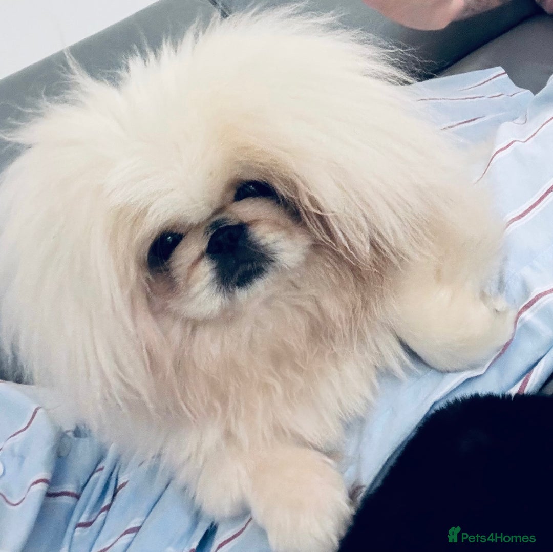 Pekingese dogs for sale: Beautiful Peke White Girl 🤍 - Advert 1