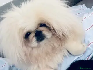 Pekingese dogs Beautiful Peke White Girl 🤍 - Advert 1