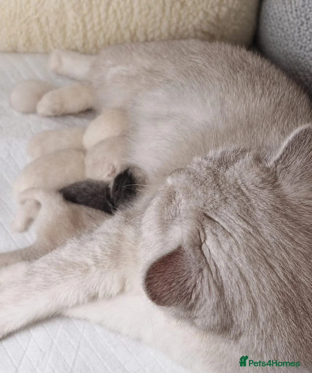 British Shorthair cats for sale: 💖GOLDEN & SILVER BSH & BLH KITTENS💖 - Advert 12