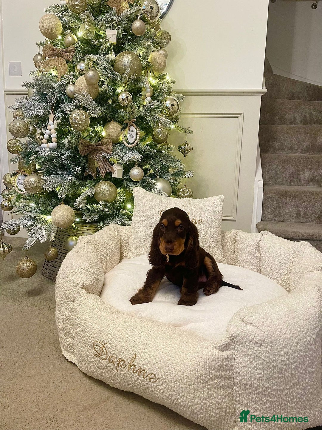 Cocker Spaniel dogs for sale: Kc reg pure bred show cocker spaniels  - Advert 7