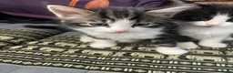 Mixed Breed cats for sale: Kittens  in Brighton - Advert 5