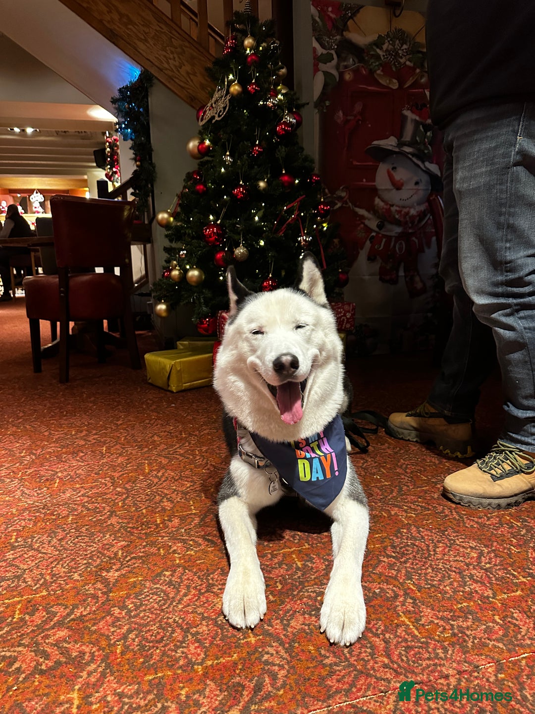 Siberian Husky dogs for stud: Stunning Blue eye Sibrian Husky for Stud in Liverpool - Image 16