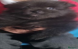 Pomeranian dogs for sale: 5 month old Pomeranian  - Image 8