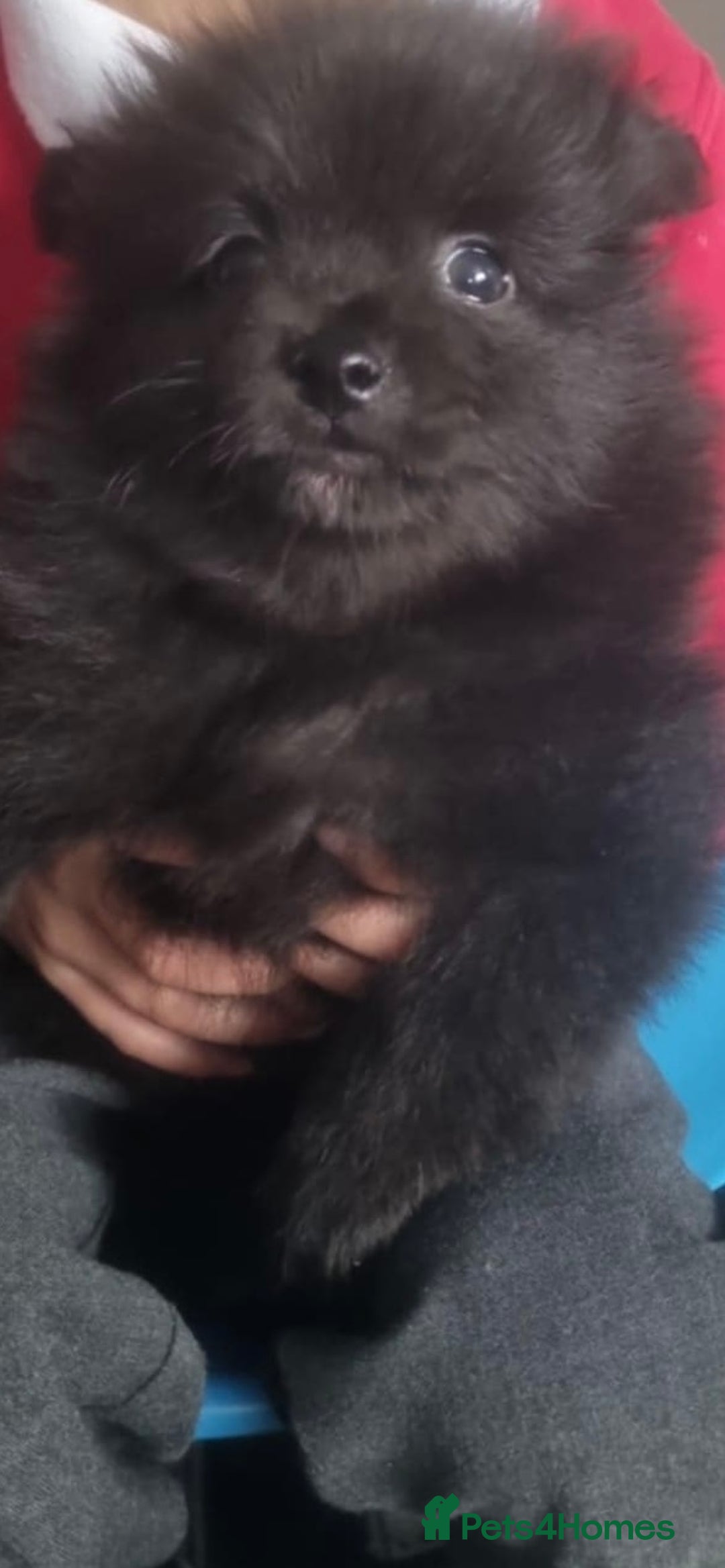 Pomeranian dogs for sale: 5 month old Pomeranian  - Image 8