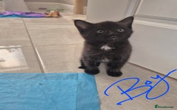 Mixed Breed cats for sale: Beautiful mixed kittens  - Image 11