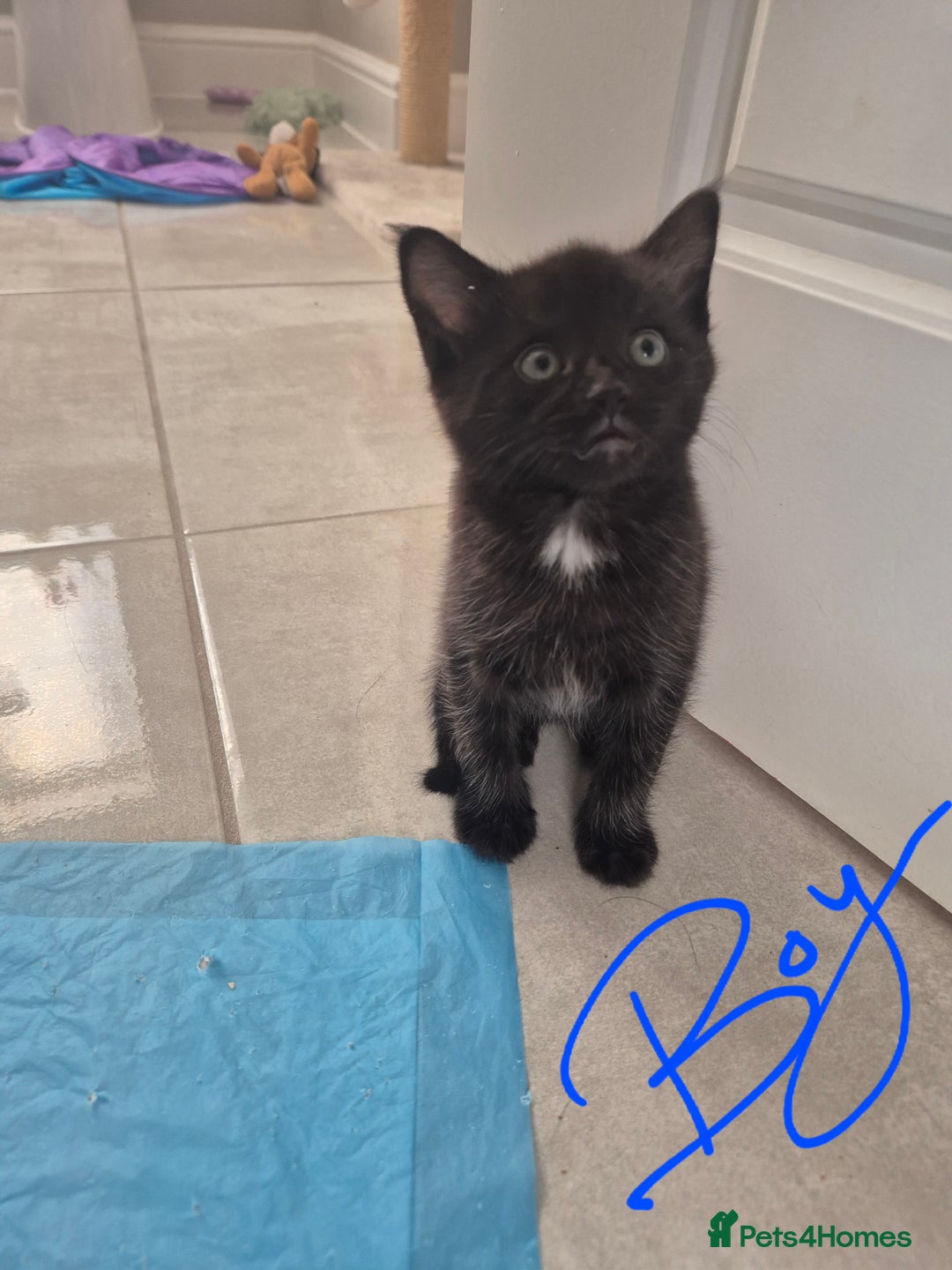 Mixed Breed cats for sale: Beautiful mixed kittens  - Image 11