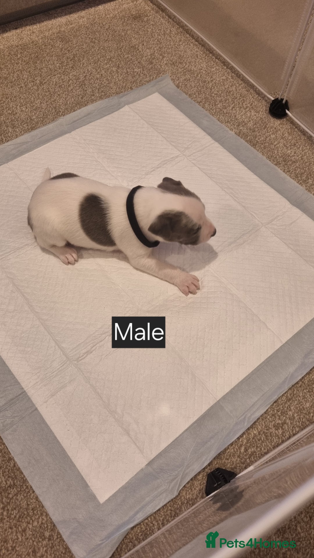 Mixed Breed dogs for sale: Staffy x Whippet puppies - Image 11