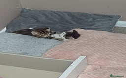 Mixed Breed cats for sale: Two mixed kittens  - Image 17