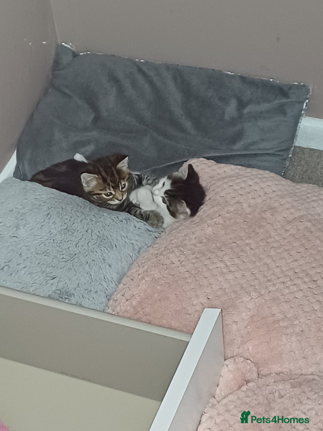 Mixed Breed cats for sale: Two mixed kittens  - Image 17