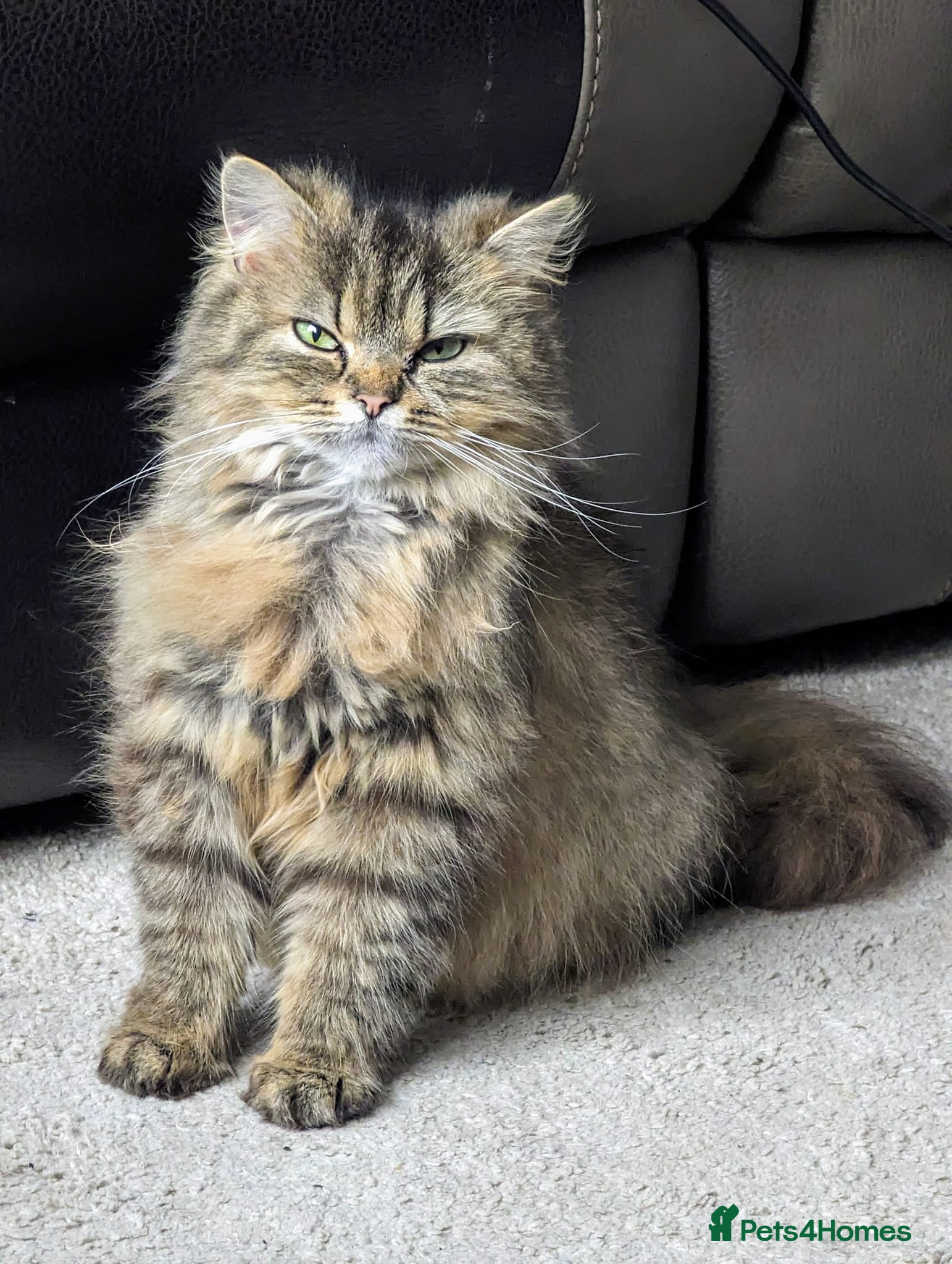 Persian cats Persian 4 year old Female Cat - Advert 1