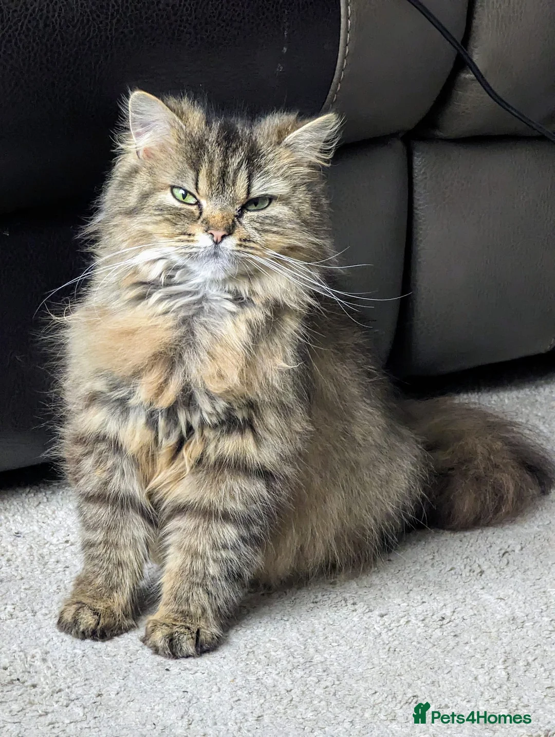 Persian cats for sale: Persian 4 year old Female Cat - Advert 1