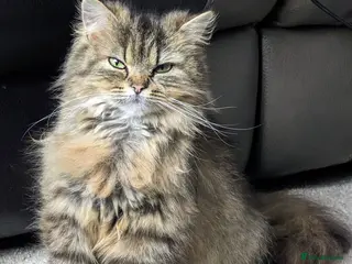 Persian cats Persian 4 year old Female Cat - Advert 1