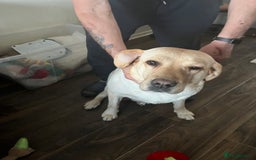Labrador Retriever dogs for sale: White Champagne Labrador Puppies - Image 4