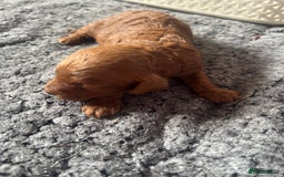Cavapoo dogs for sale: Exceptional red toy cavapoo puppies - Image 7