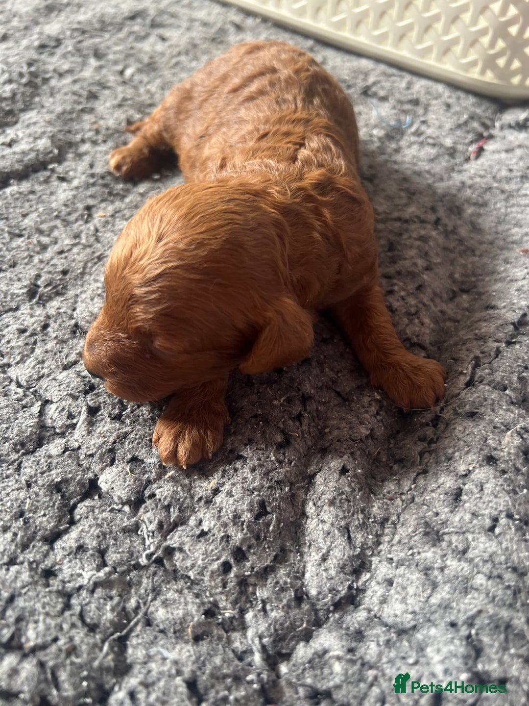 Cavapoo dogs for sale: Exceptional red toy cavapoo puppies - Image 7