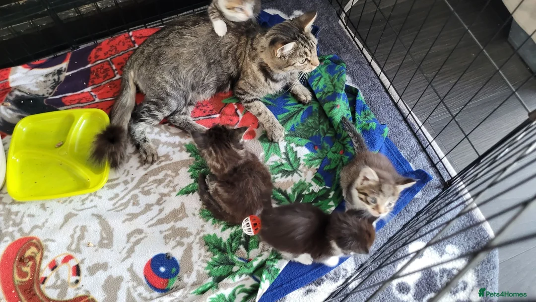 Mixed Breed cats for sale: 4 kittens *3boys* *1girl* available Sept  - Advert 15