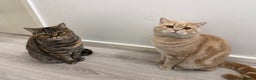 British Shorthair cats for sale: Luna & Leo  - Advert 3