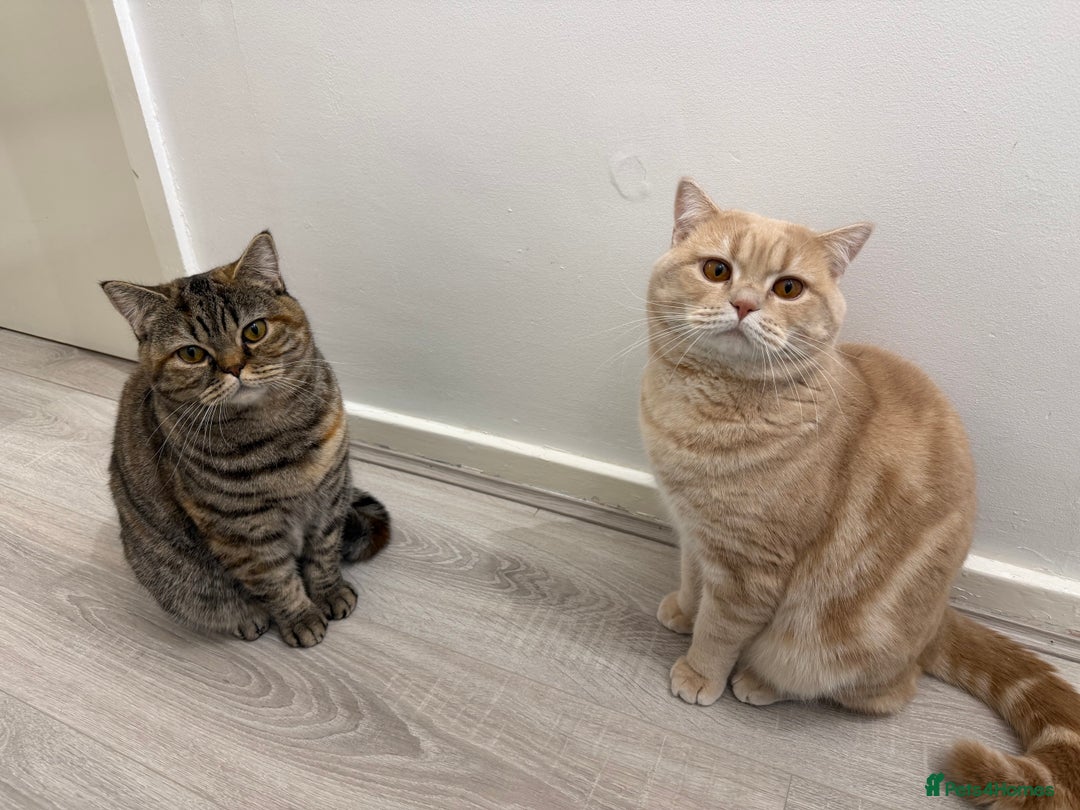 British Shorthair cats for sale: Luna & Leo  - Advert 3