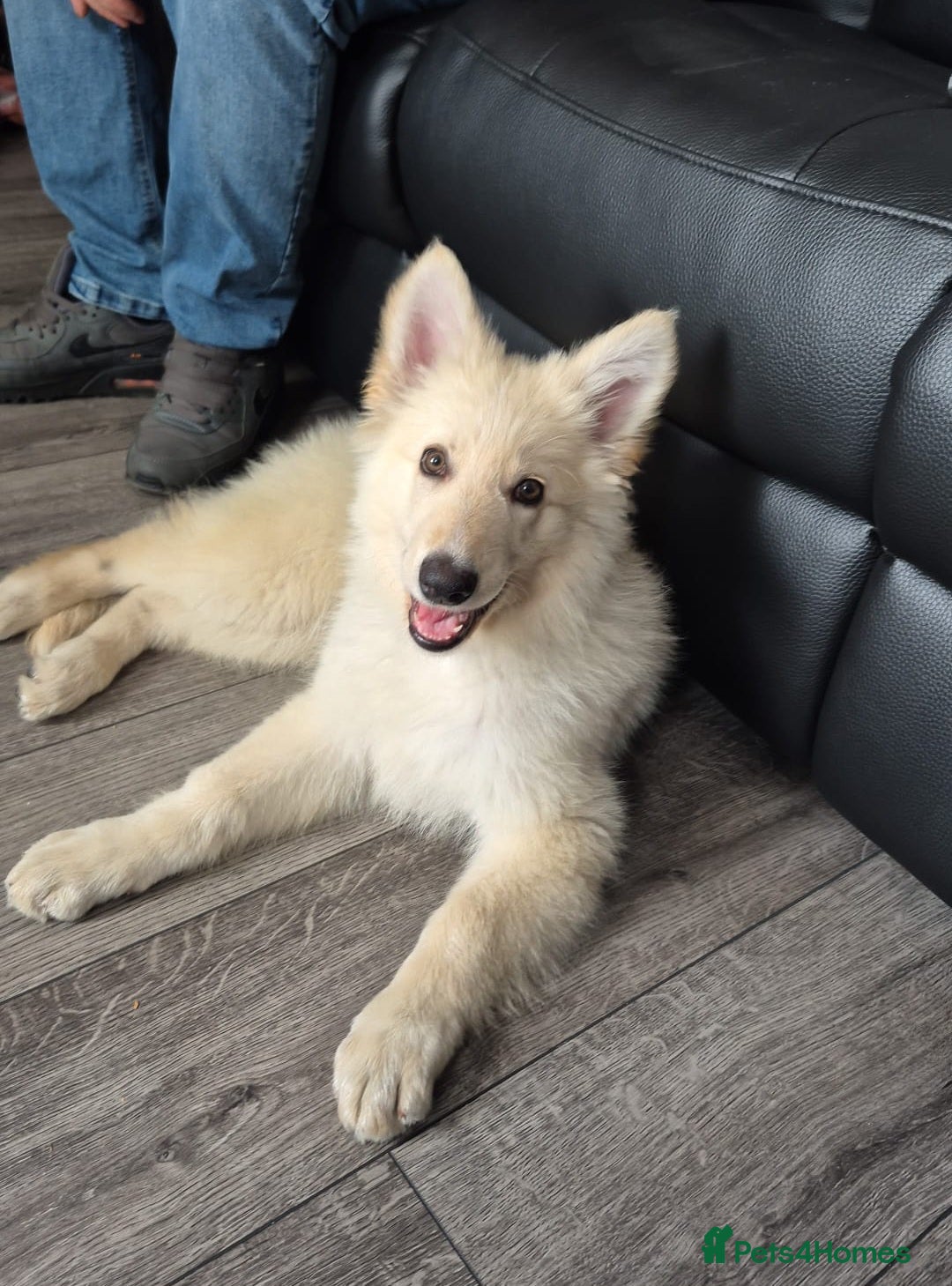 German Shepherd dogs for sale: German shepherd puppy for sale - Image 1