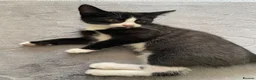 Mixed Breed cats for sale: Two beautiful black & white female kittens - Advert 37
