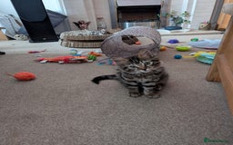 Bengal cats for sale: 2 beautiful Bengal x kittens ready for new home  - Image 11