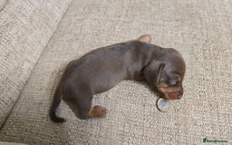 Miniature Dachshund dogs for sale: Miniature dachshund Puppies  - Advert 17