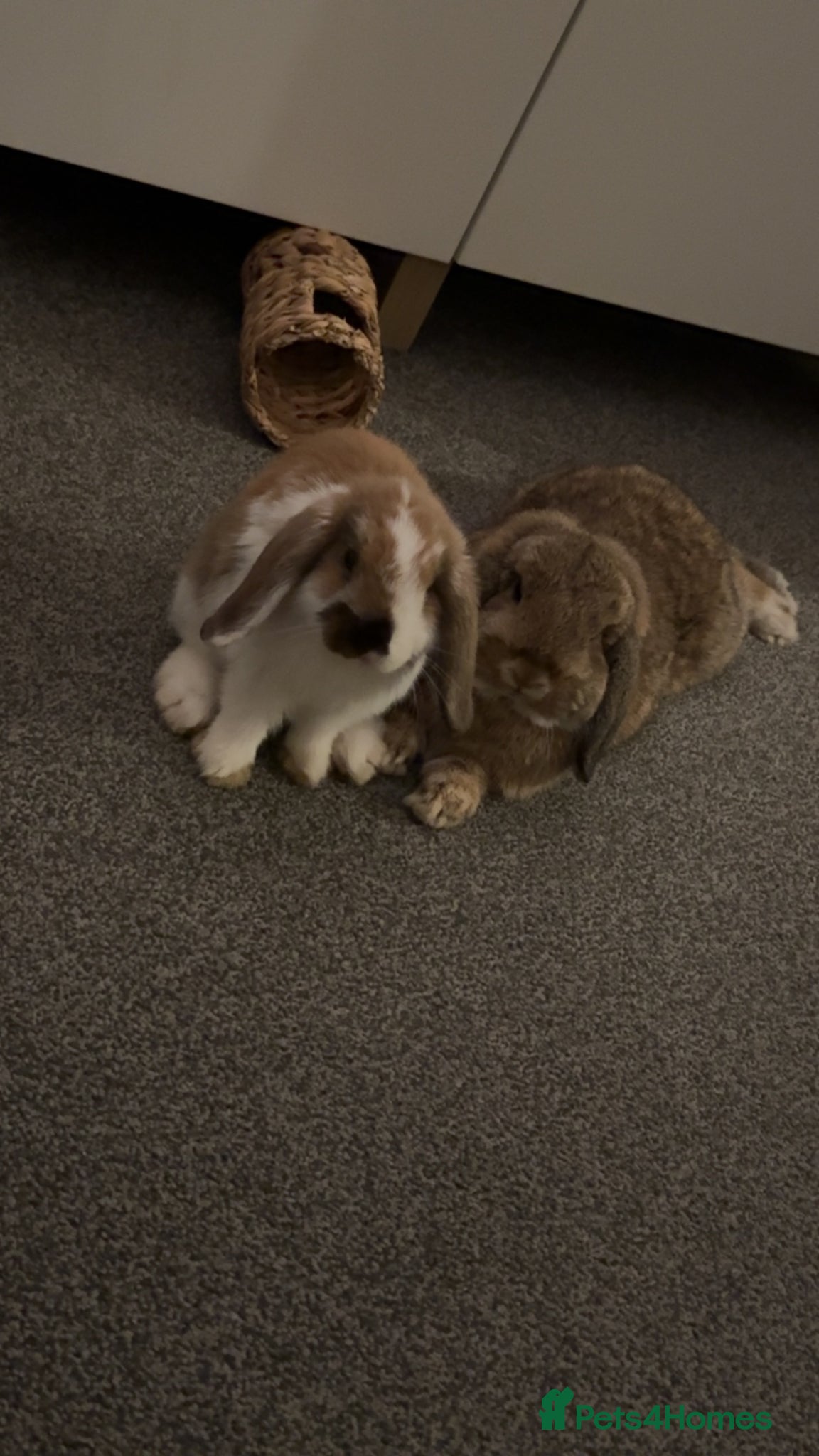 Mini Lop rabbits Male & Female Mini Lops - Advert 1