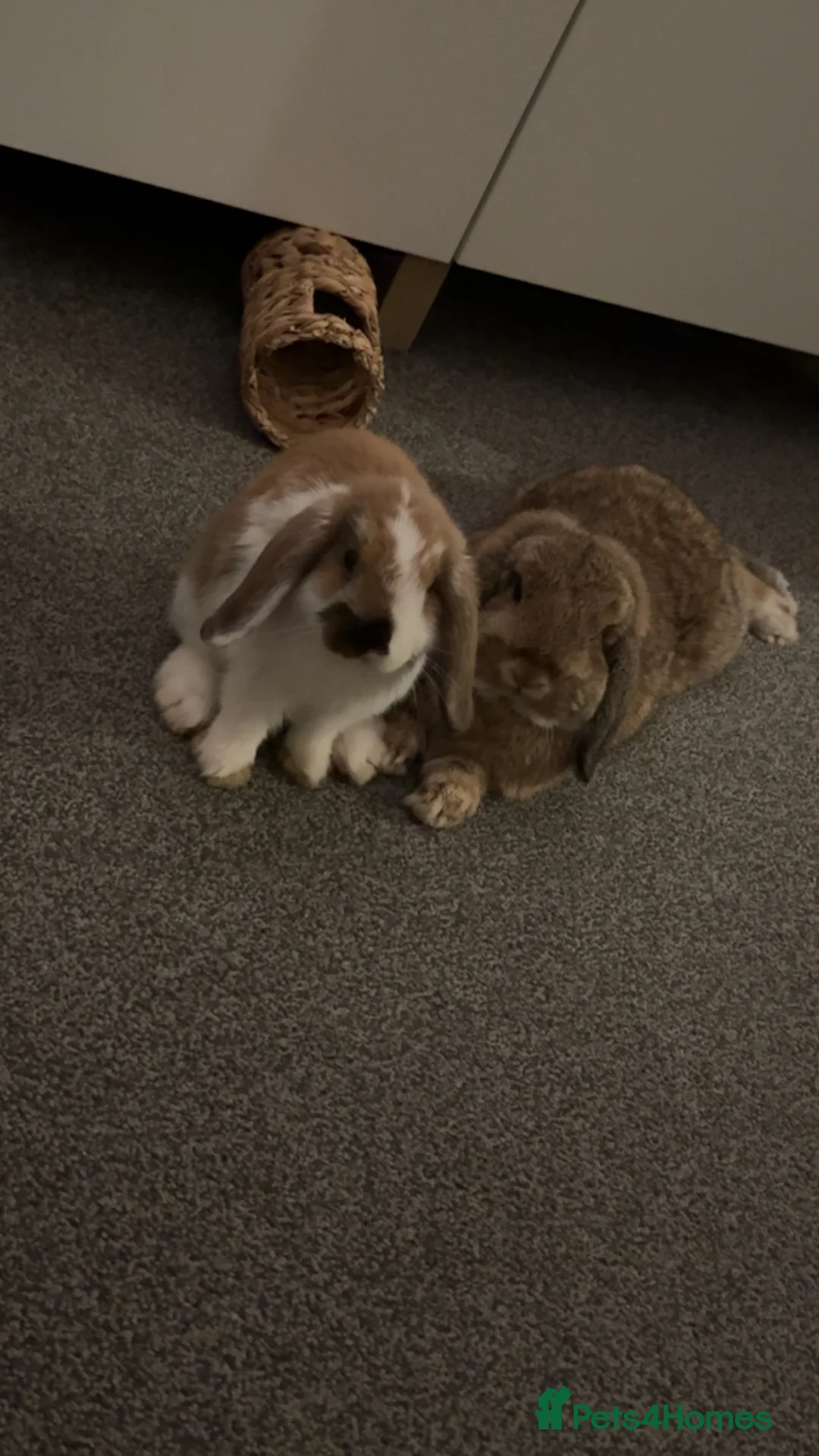 Mini Lop rabbits for sale: Male & Female Mini Lops in Hull - Advert 1