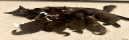 Mixed Breed cats for sale: Beautiful mixed breed kittens in Wolverhampton - Advert 6